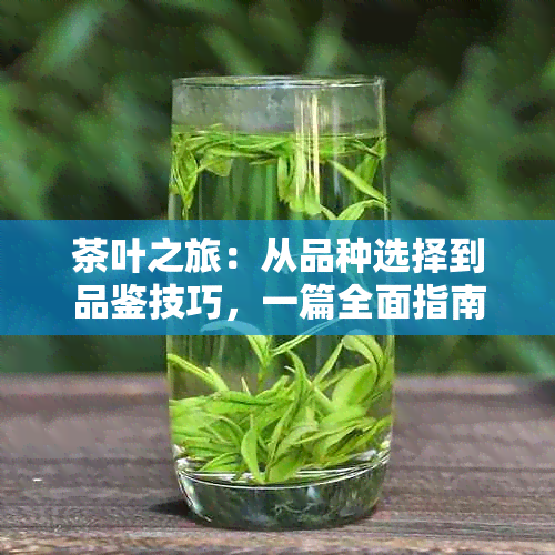 茶叶之旅：从品种选择到品鉴技巧，一篇全面指南涵十几年茶文化探索