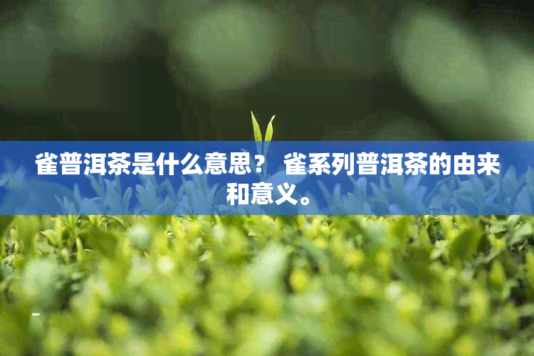 雀普洱茶是什么意思？ 雀系列普洱茶的由来和意义。