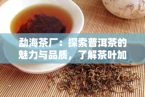 勐海茶厂：探索普洱茶的魅力与品质，了解茶叶加工工艺与口感特点