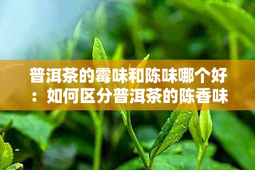 普洱茶的霉味和陈味哪个好：如何区分普洱茶的陈香味与霉味