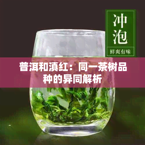 普洱和滇红：同一茶树品种的异同解析