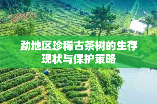 勐地区珍稀古茶树的生存现状与保护策略