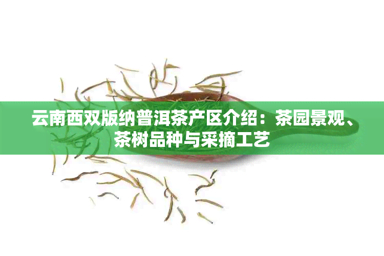 云南西双版纳普洱茶产区介绍：茶园景观、茶树品种与采摘工艺