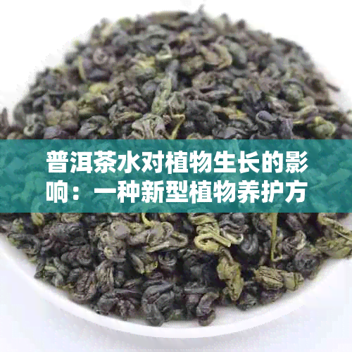 普洱茶水对植物生长的影响：一种新型植物养护方法的探讨