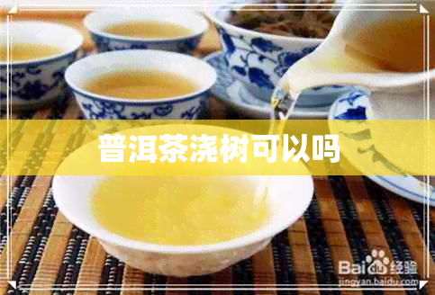 普洱茶浇树可以吗