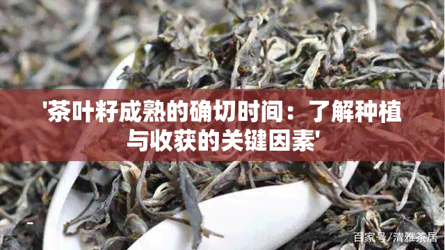 '茶叶籽成熟的确切时间：了解种植与收获的关键因素'