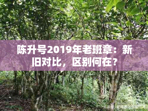 陈升号2019年老班章：新旧对比，区别何在？