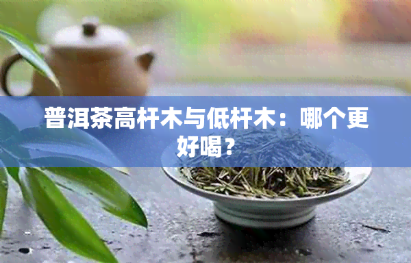 普洱茶高杆木与低杆木：哪个更好喝？