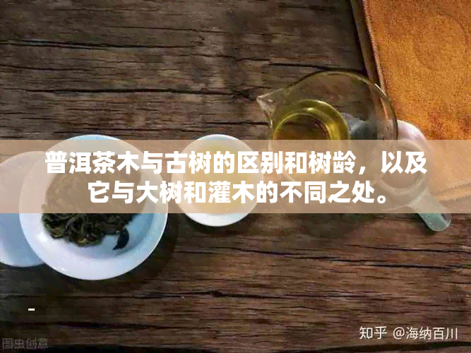 普洱茶木与古树的区别和树龄，以及它与大树和灌木的不同之处。