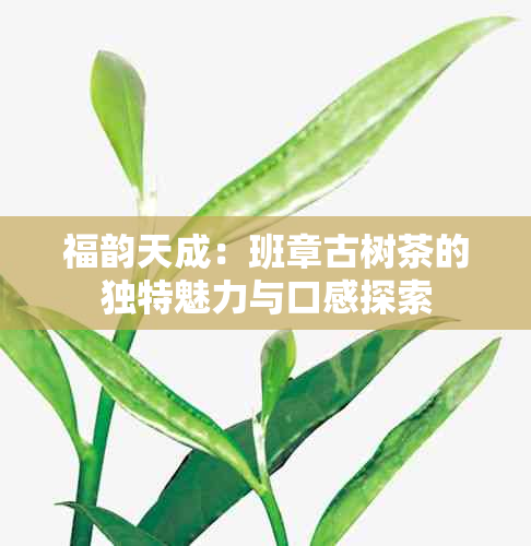 福韵天成：班章古树茶的独特魅力与口感探索