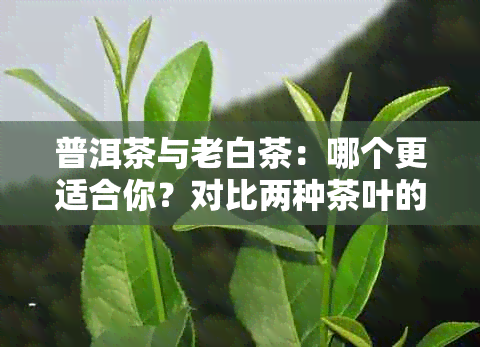 普洱茶与老白茶：哪个更适合你？对比两种茶叶的特点和适用场景