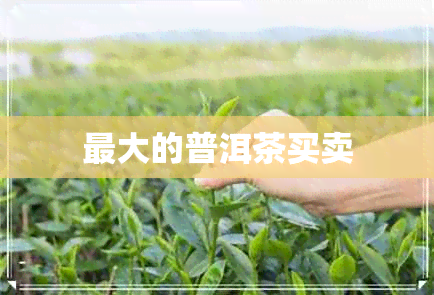 更大的普洱茶买卖