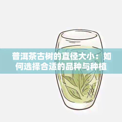 普洱茶古树的直径大小：如何选择合适的品种与种植环境？