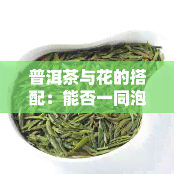 普洱茶与花的搭配：能否一同泡水饮用？以及注意事项和效果解析