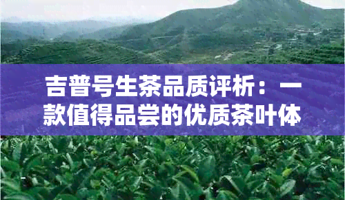 吉普号生茶品质评析：一款值得品尝的优质茶叶体验