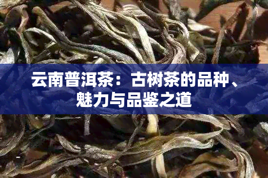 云南普洱茶：古树茶的品种、魅力与品鉴之道