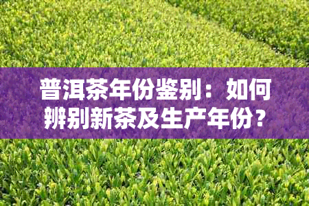 普洱茶年份鉴别：如何辨别新茶及生产年份？