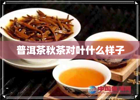 普洱茶秋茶对叶什么样子