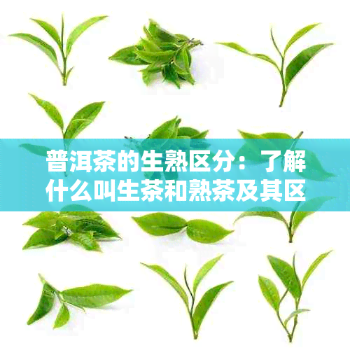 普洱茶的生熟区分：了解什么叫生茶和熟茶及其区别与特点