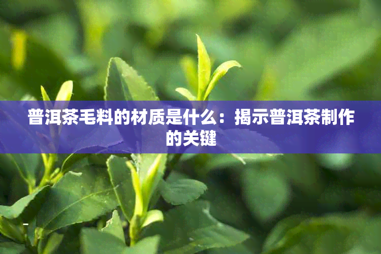 普洱茶毛料的材质是什么：揭示普洱茶制作的关键