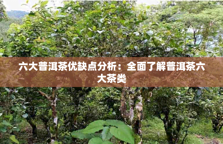 六大普洱茶优缺点分析：全面了解普洱茶六大茶类