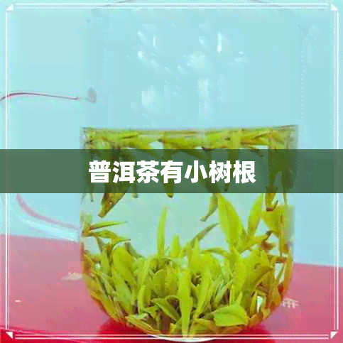 普洱茶有小树根