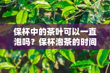 保杯中的茶叶可以一直泡吗？保杯泡茶的时间与方法解析