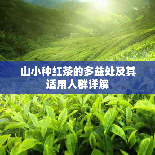 山小种红茶的多益处及其适用人群详解