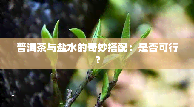 普洱茶与盐水的奇妙搭配：是否可行？