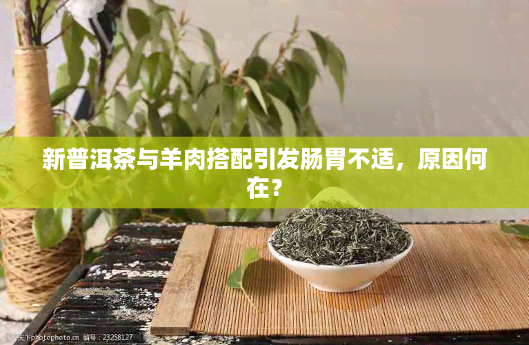 新普洱茶与羊肉搭配引发肠胃不适，原因何在？