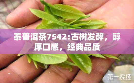 泰普洱茶7542:古树发酵，醇厚口感，经典品质