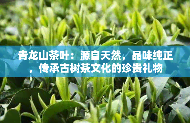 青龙山茶叶：源自天然，品味纯正，传承古树茶文化的珍贵礼物