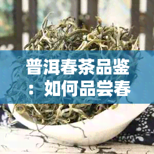 普洱春茶品鉴：如何品尝春天的味道？购买与保存技巧一应俱全！