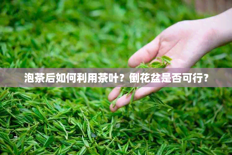 泡茶后如何利用茶叶？倒花盆是否可行？