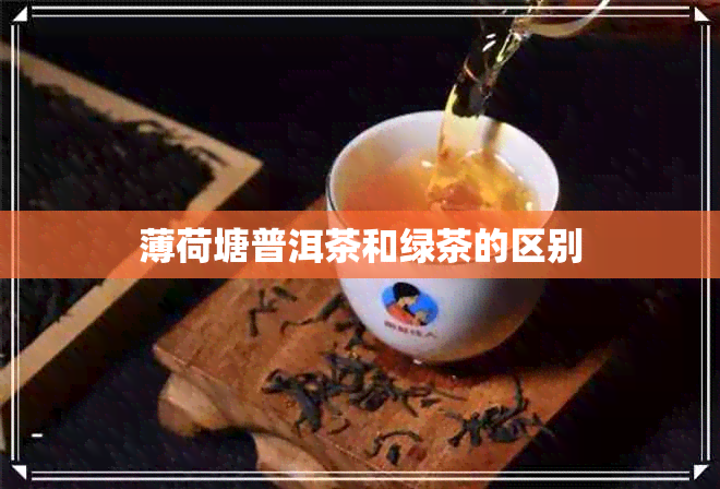 薄荷塘普洱茶和绿茶的区别