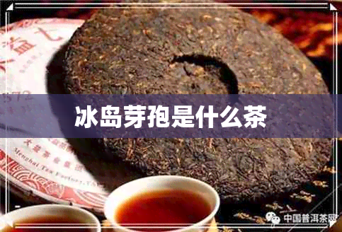 冰岛芽孢是什么茶