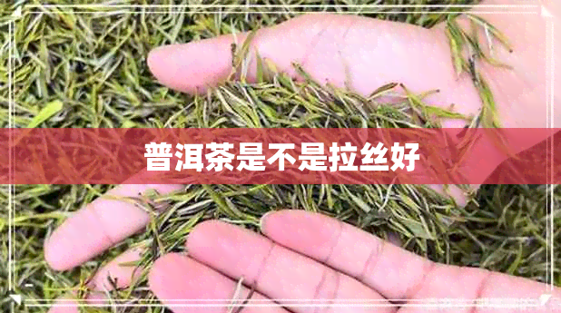 普洱茶是不是拉丝好