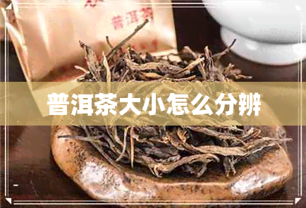 普洱茶大小怎么分辨