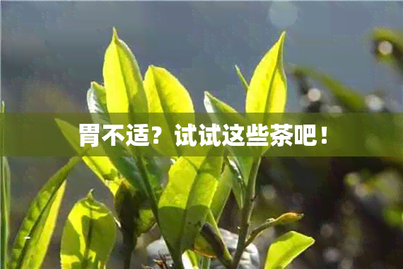 胃不适？试试这些茶吧！