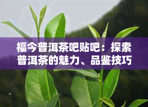 福今普洱茶吧贴吧：探索普洱茶的魅力、品鉴技巧和泡法，解答您的所有疑问