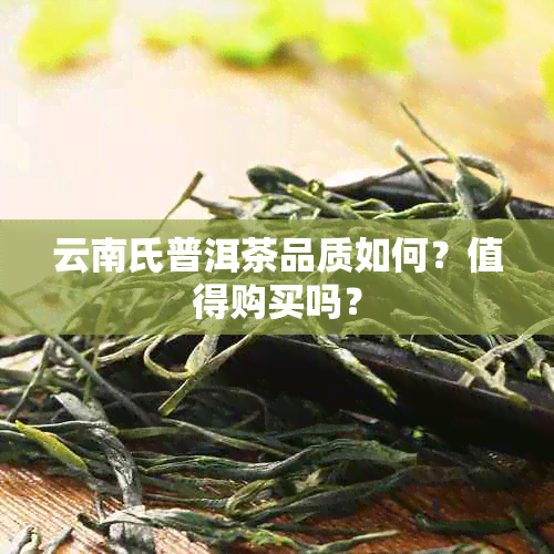 云南氏普洱茶品质如何？值得购买吗？