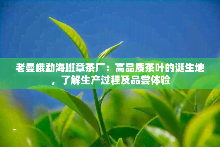 老曼峨勐海班章茶厂：高品质茶叶的诞生地，了解生产过程及品尝体验