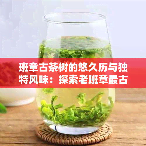 班章古茶树的悠久历与独特风味：探索老班章最古老的茶树