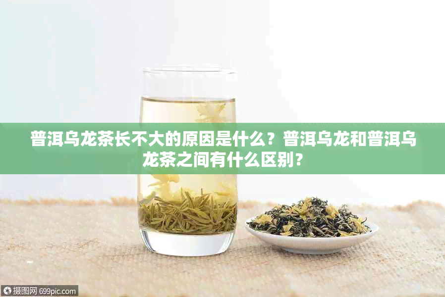 普洱乌龙茶长不大的原因是什么？普洱乌龙和普洱乌龙茶之间有什么区别？