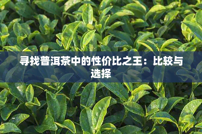 寻找普洱茶中的性价比之王：比较与选择