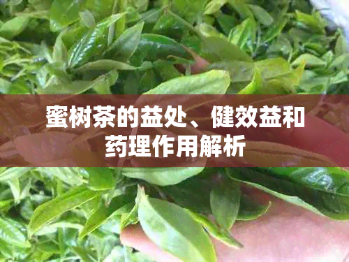 蜜树茶的益处、健效益和理作用解析