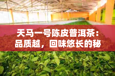 天马一号陈皮普洱茶：品质越，回味悠长的秘密揭秘