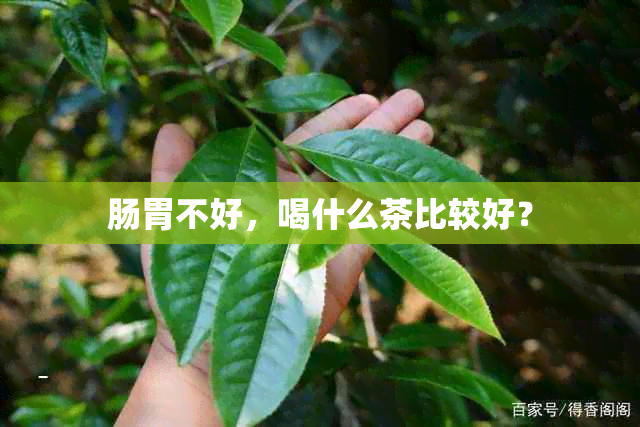 肠胃不好，喝什么茶比较好？