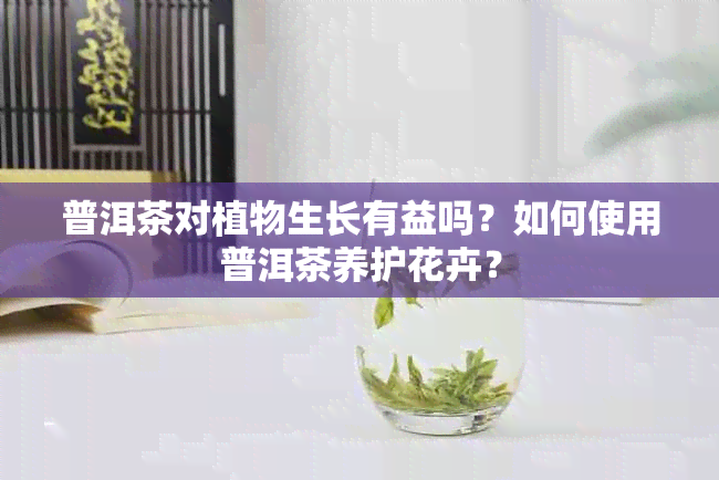 普洱茶对植物生长有益吗？如何使用普洱茶养护花卉？