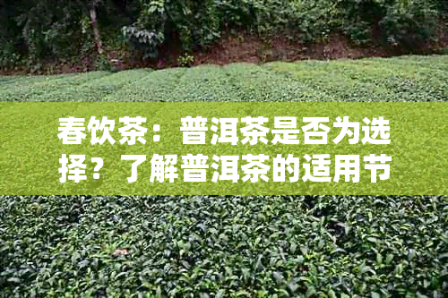 春饮茶：普洱茶是否为选择？了解普洱茶的适用节与功效